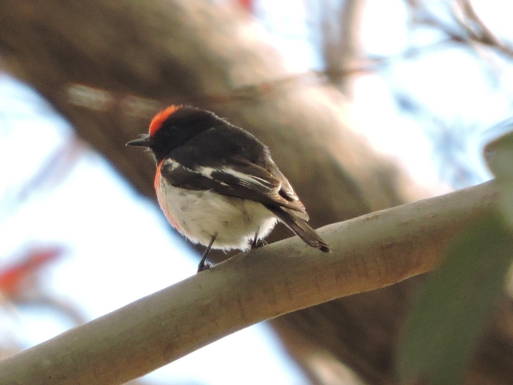 Red-capped Robin - ML72535421