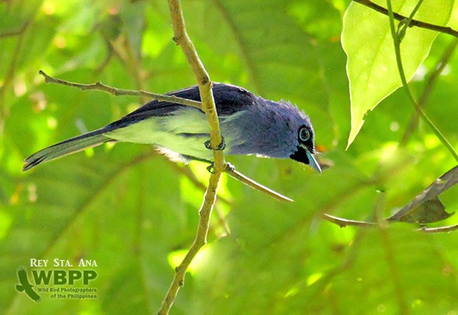 Short-crested Monarch - ML725360