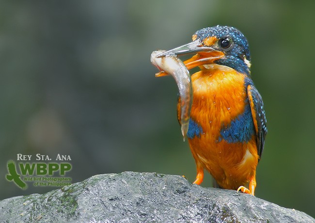 Indigo-banded Kingfisher (Northern) - REY STA ANA