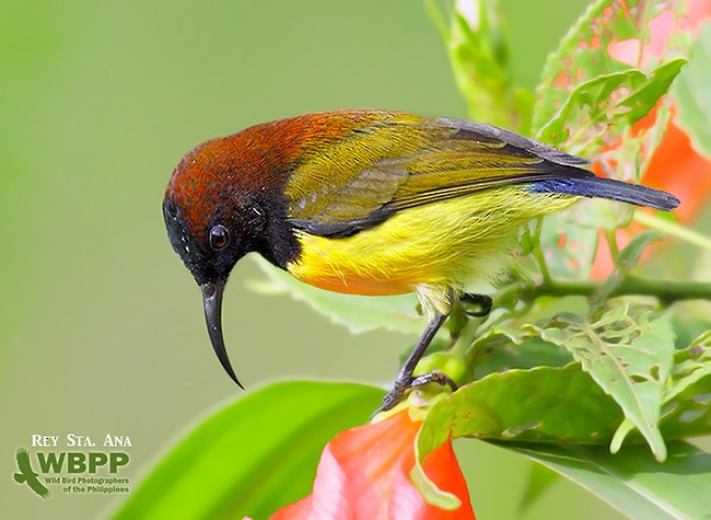 Maroon-naped Sunbird - ML725362