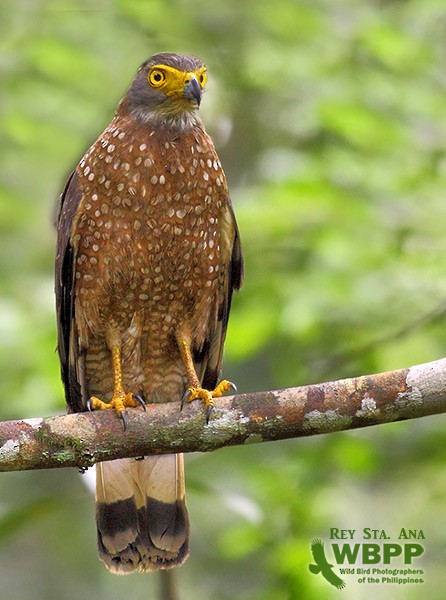 Philippine Serpent-Eagle - ML725363