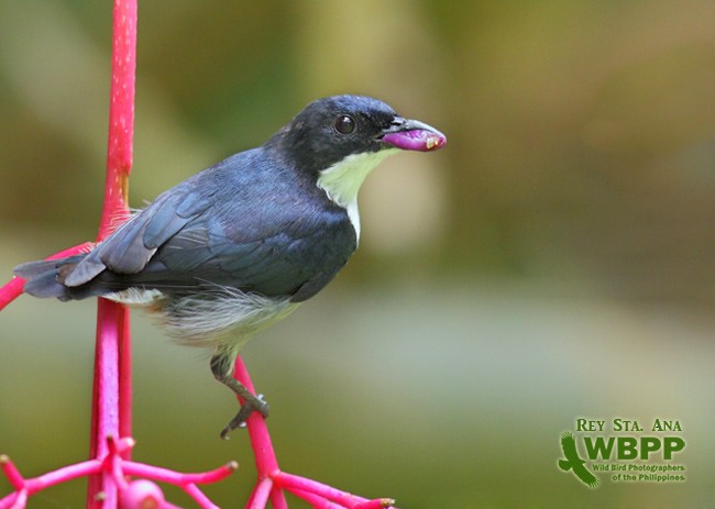 Black-belted Flowerpecker - ML725364