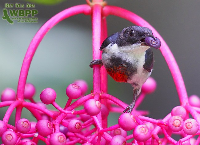 Black-belted Flowerpecker - REY STA ANA