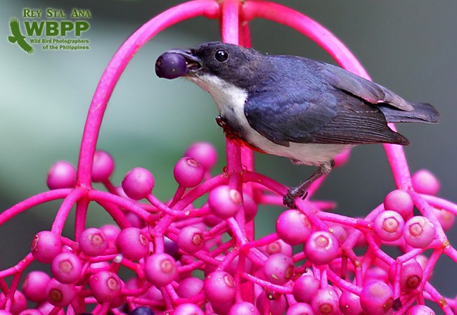 Picaflores Pechinegro - ML725366