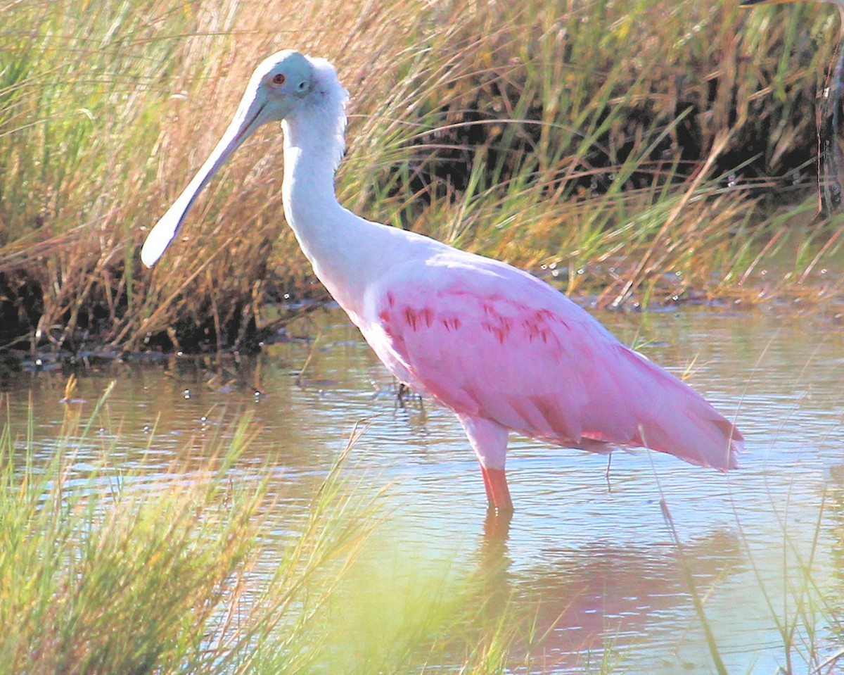 Roseate Spoonbill - ML72536641