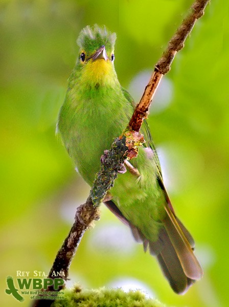 Philippine Leafbird - ML725368