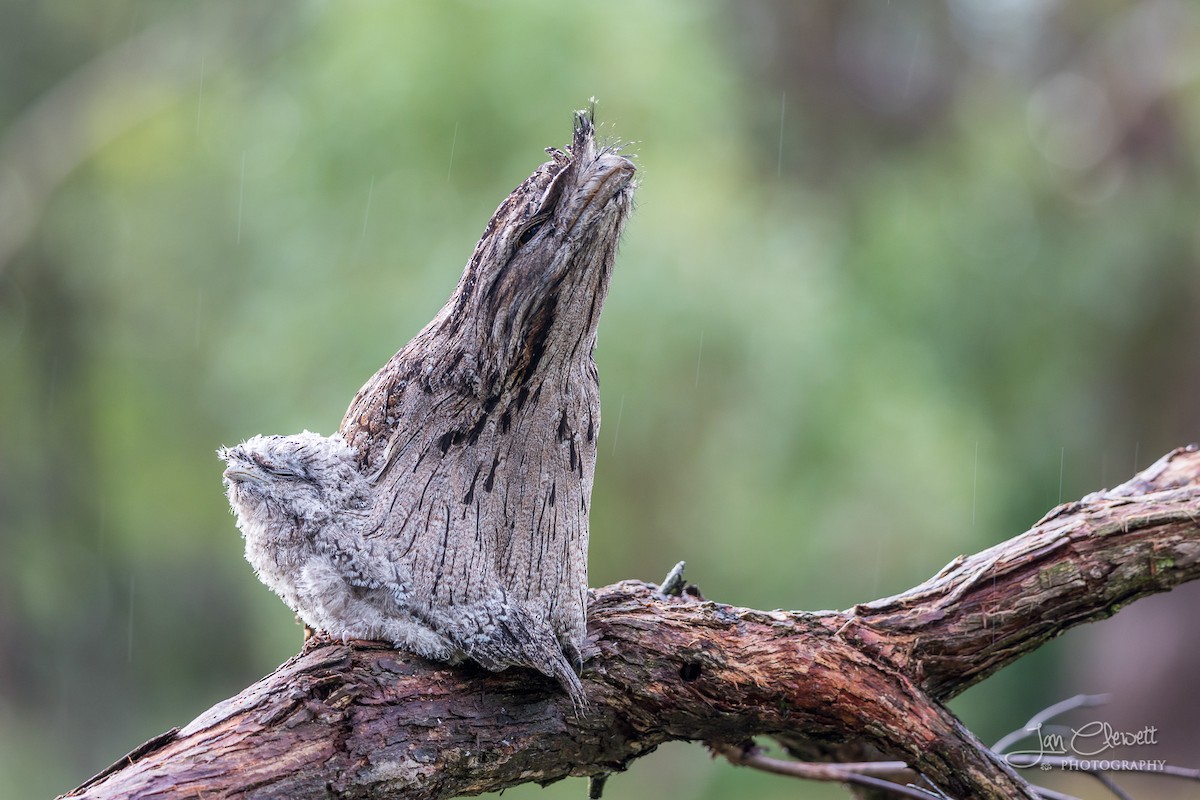 Tawny Frogmouth - ML72536801