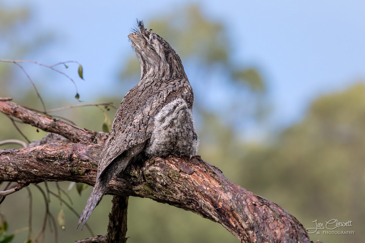 Tawny Frogmouth - ML72536821