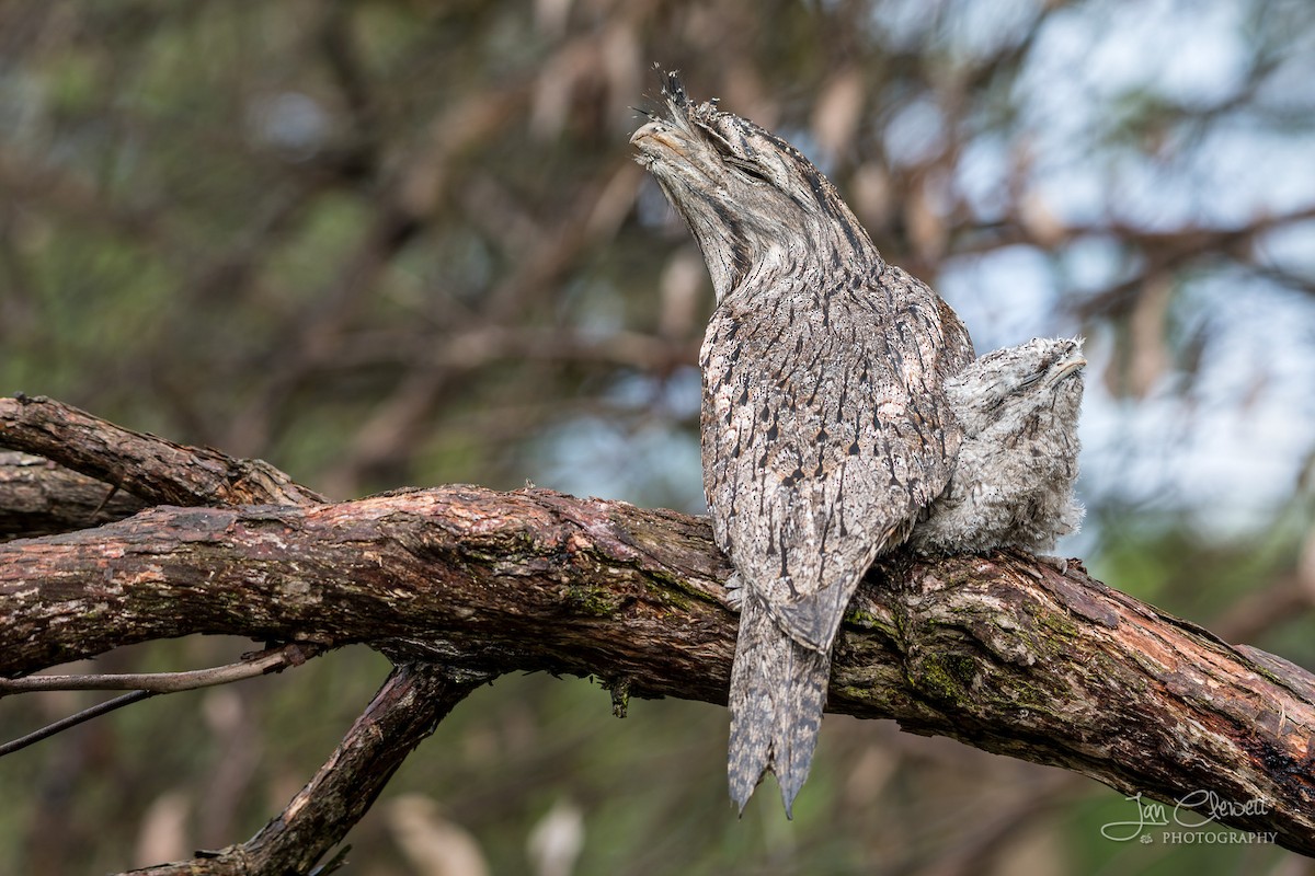 Tawny Frogmouth - ML72536831