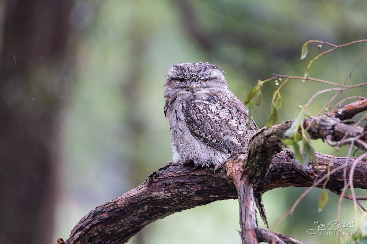 Tawny Frogmouth - ML72536841