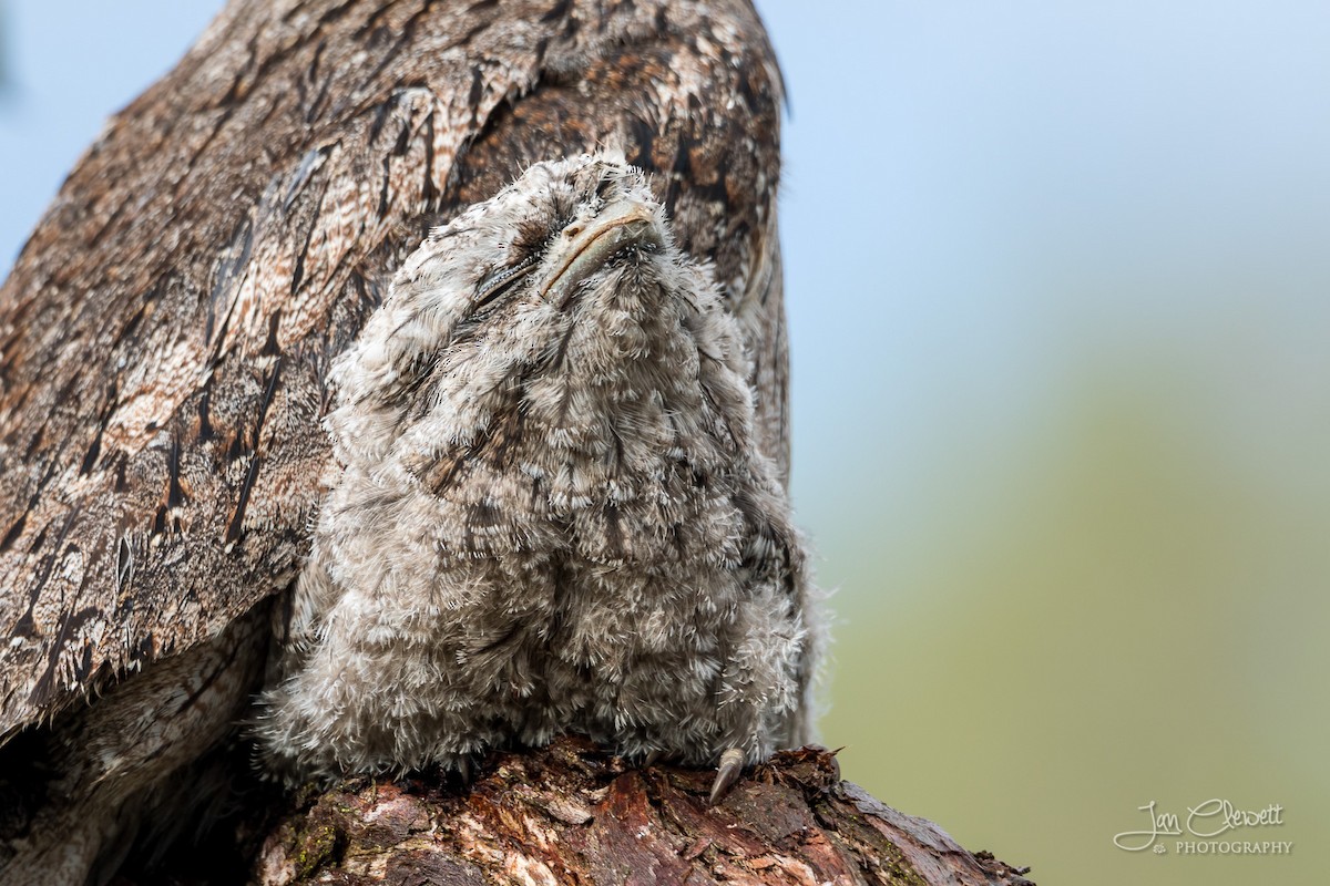 Tawny Frogmouth - ML72536851