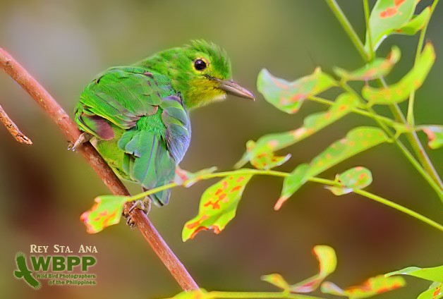 Philippine Leafbird - ML725369