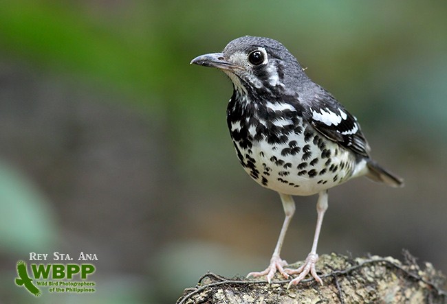 Ashy Thrush - ML725370