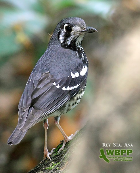 Ashy Thrush - ML725371