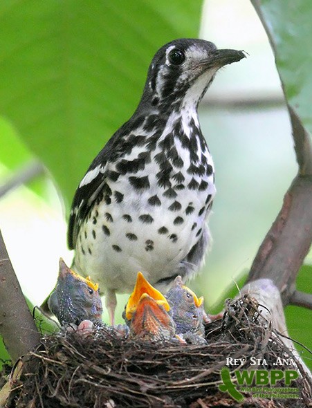 Ashy Thrush - ML725372