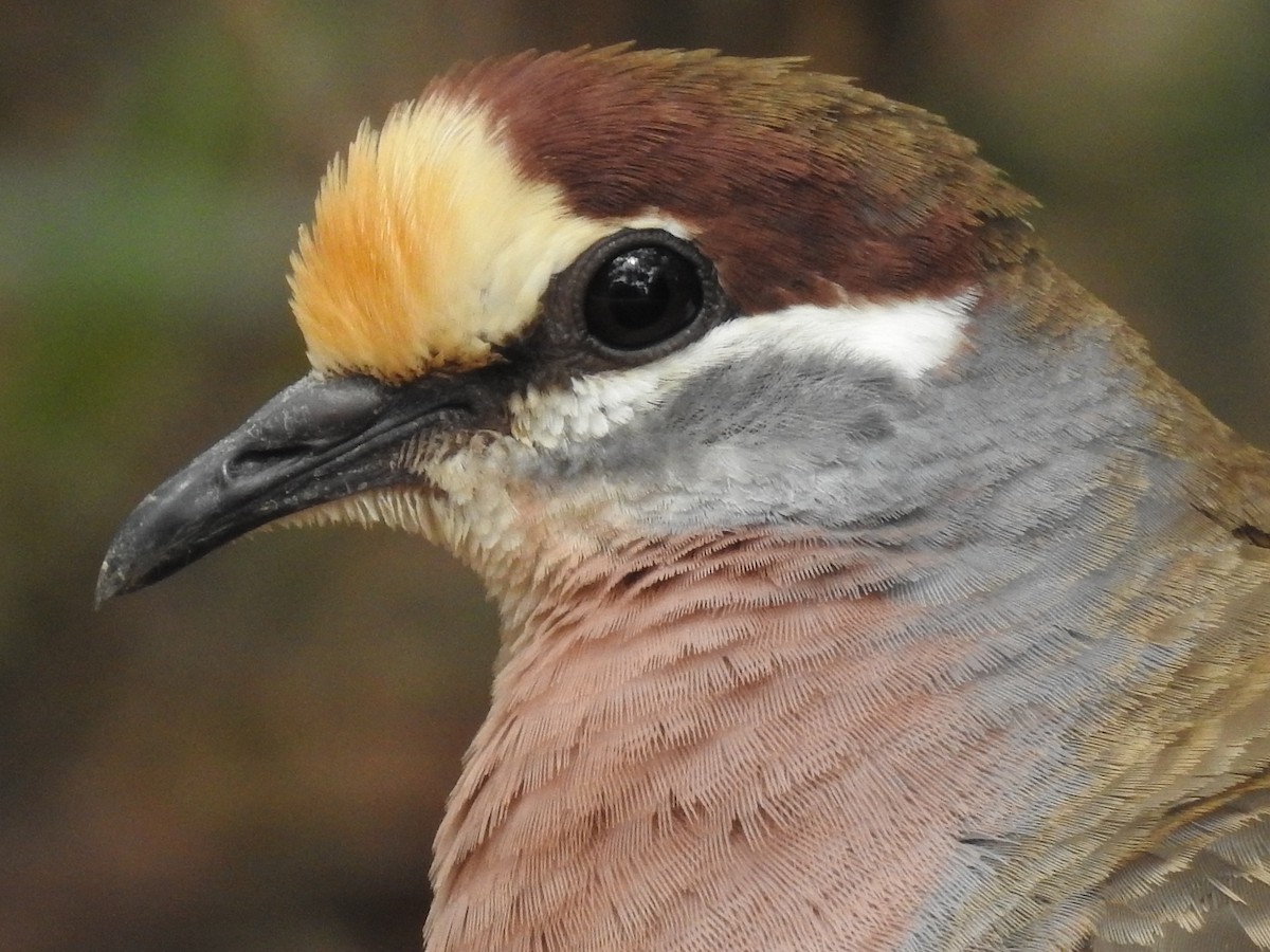 Common Bronzewing - Jeffrey Crawley