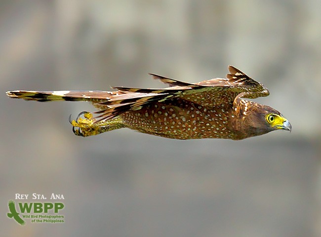 Philippine Serpent-Eagle - REY STA ANA