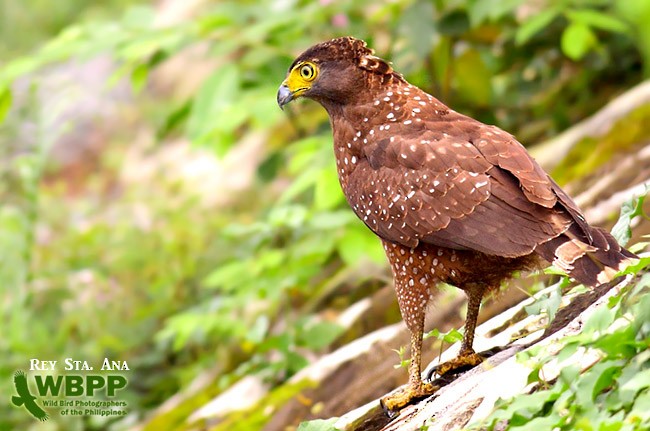 Philippine Serpent-Eagle - ML725374