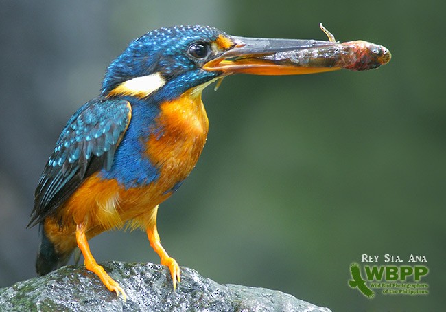 Indigo-banded Kingfisher (Northern) - ML725375