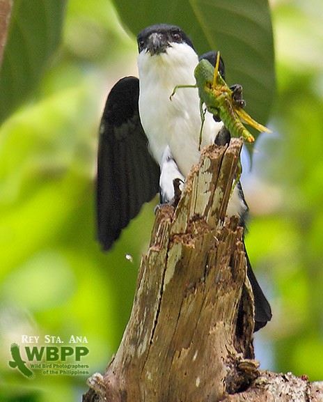 Philippine Falconet - ML725376