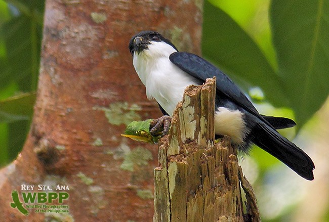 Philippine Falconet - ML725377