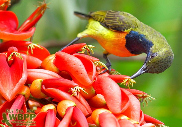 Palawan Sunbird - ML725378