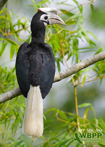 Palawan Hornbill - ML725379
