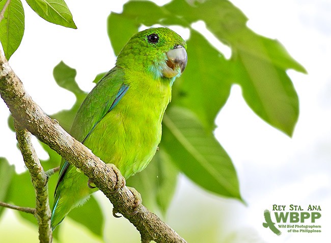 Guaiabero - ML725380