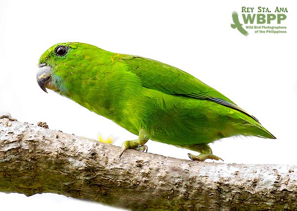 Guaiabero - ML725381