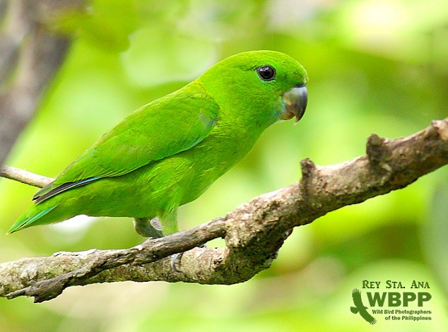 Guaiabero - ML725382