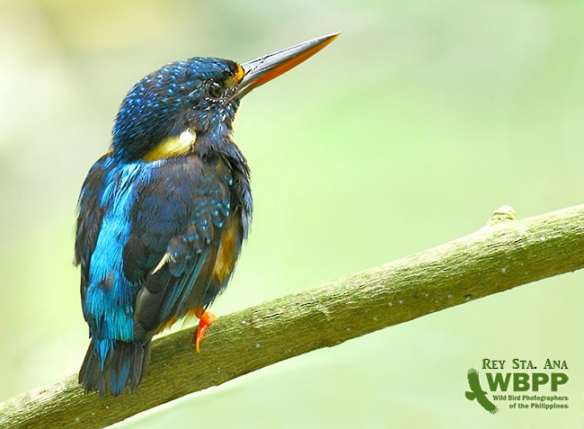 Indigo-banded Kingfisher (Northern) - ML725383