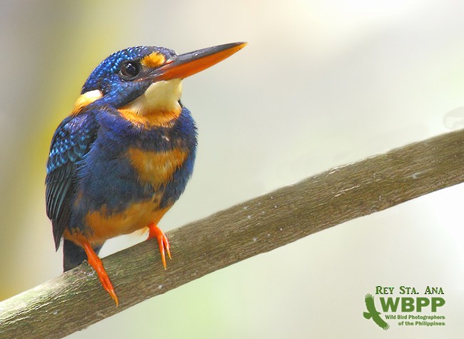 Indigo-banded Kingfisher (Northern) - ML725384