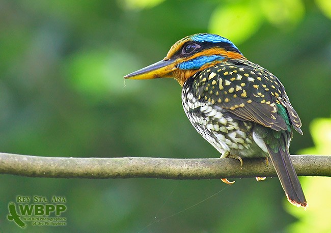 Spotted Kingfisher - ML725385