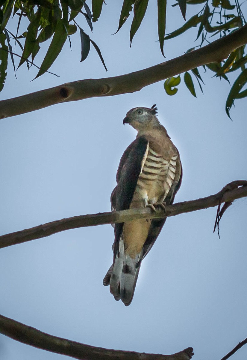 Pacific Baza - ML72538551