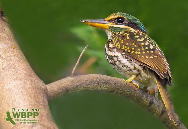 Spotted Kingfisher - ML725386