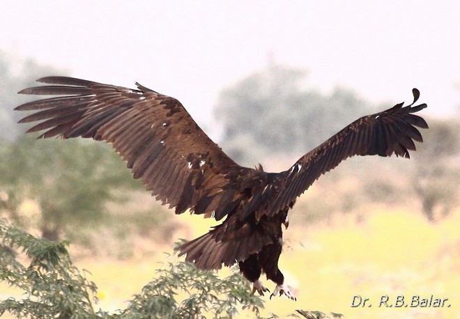 Cinereous Vulture - ML725387