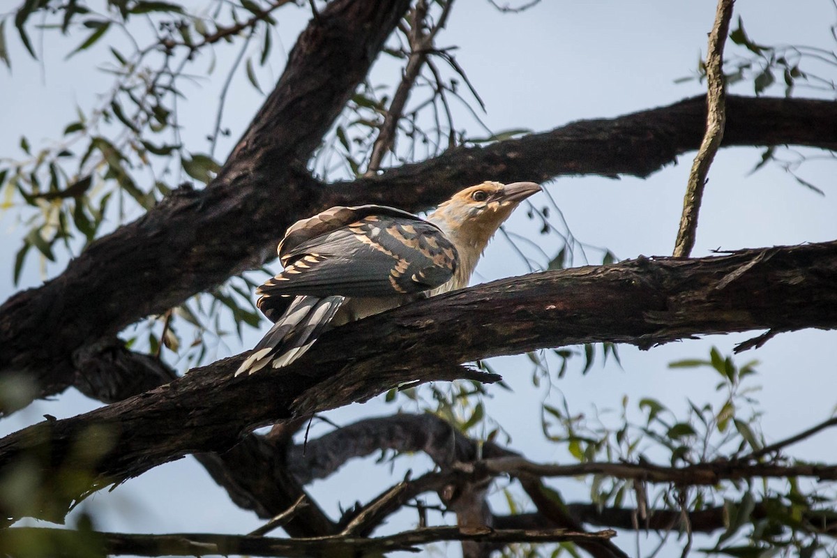 Channel-billed Cuckoo - ML72538711