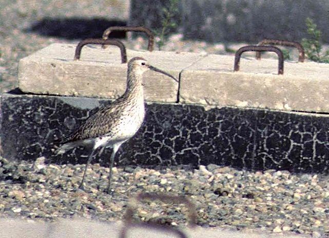 Slender-billed Curlew - ML725388