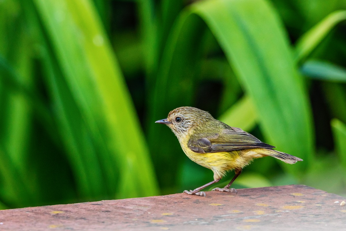 Striated Thornbill - ML72538871