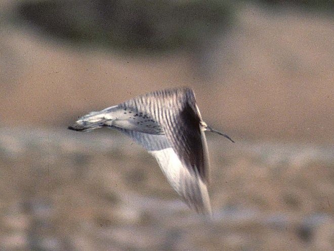 Slender-billed Curlew - ML725389