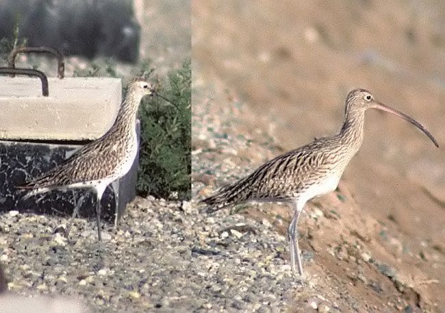 Slender-billed Curlew - ML725390