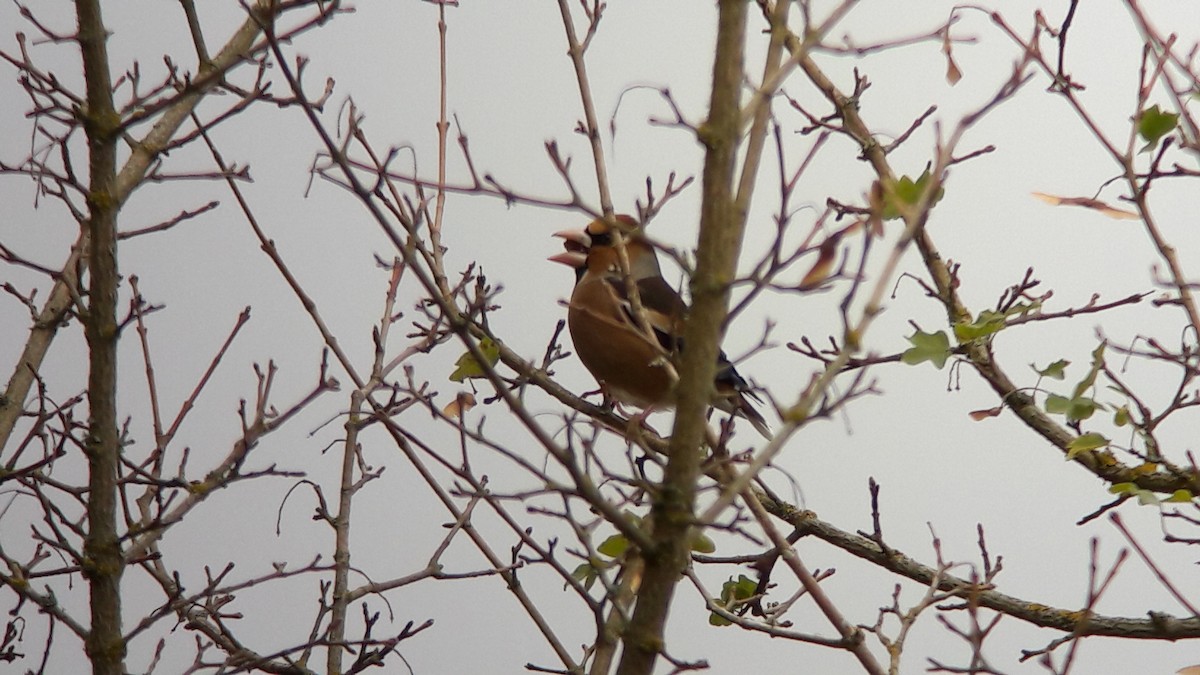 Hawfinch - ML72539021