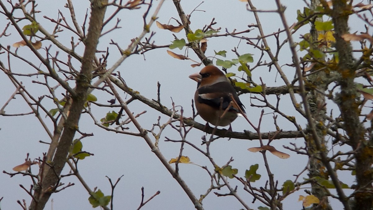 Hawfinch - ML72539081