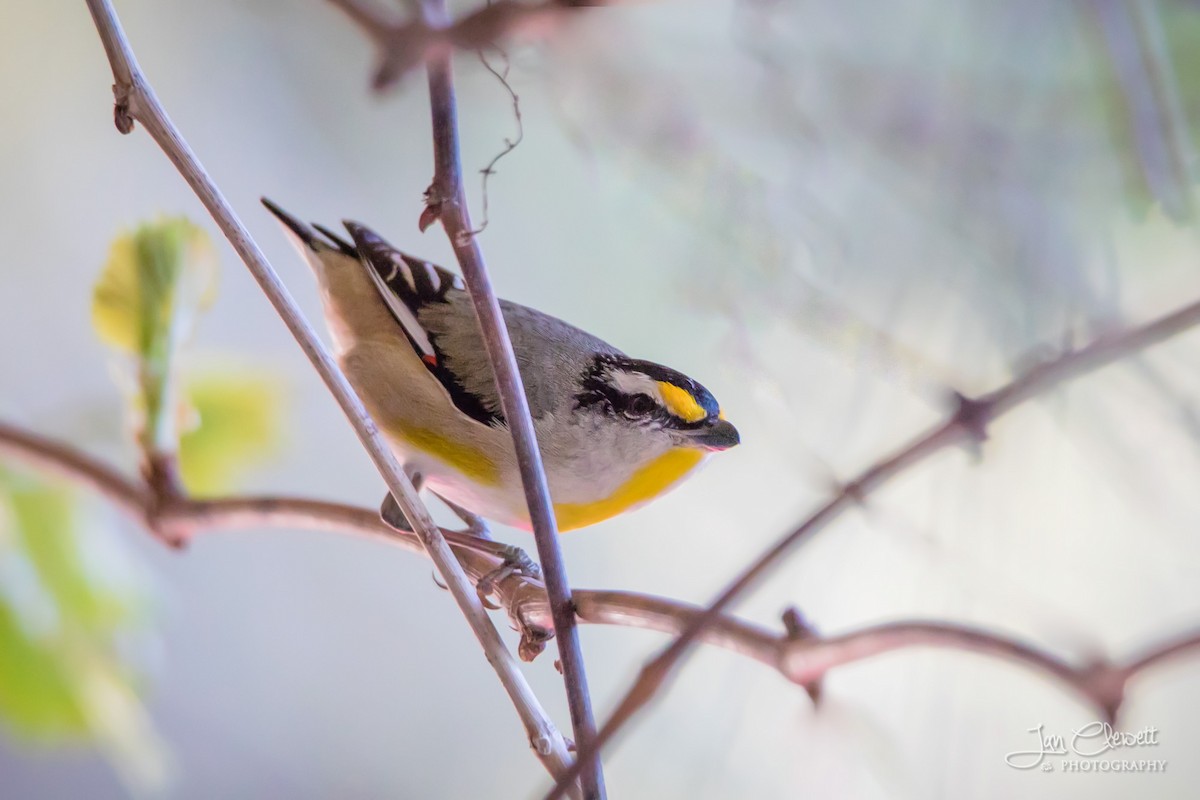 Pardalote Estriado - ML72539301