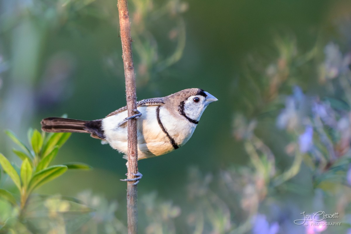 Double-barred Finch - ML72539391