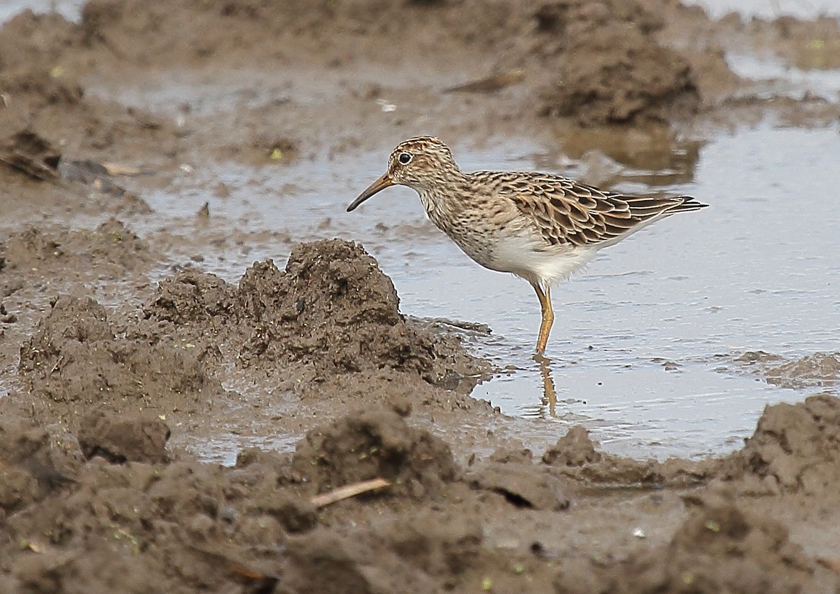 Pectoral Sandpiper - ML72539661