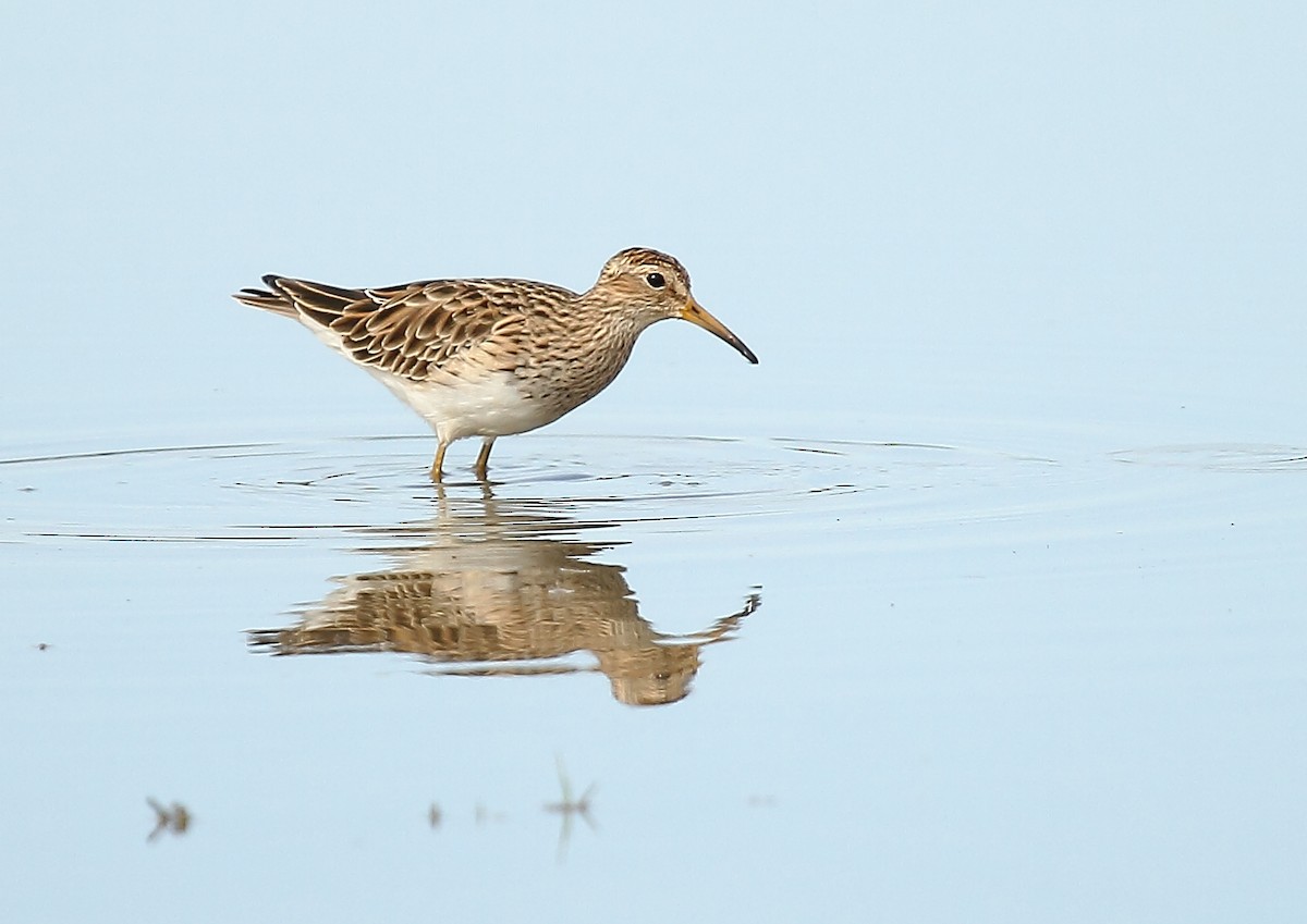 Pectoral Sandpiper - Michael Rutkowski