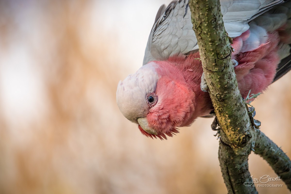 Cacatúa Galah - ML72539741