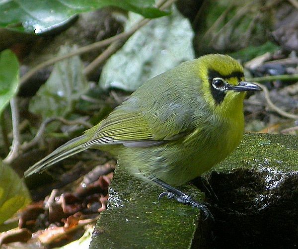 Bonin White-eye - ML725402