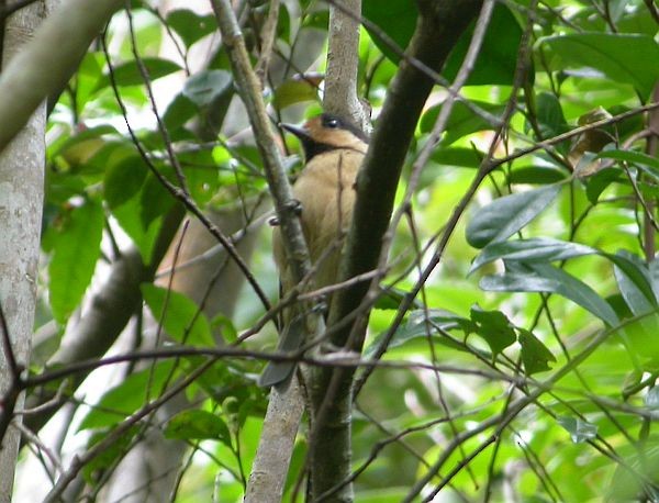 Mésange d'Iriomote - ML725405